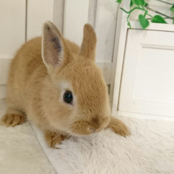 ネザーランドドワーフ　オレンジ（KE)