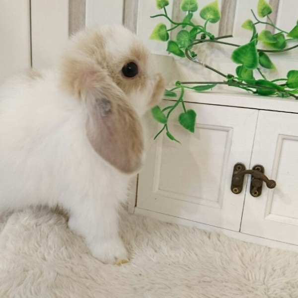 ホーランドロップ　ブロークンリンクス（3QR)