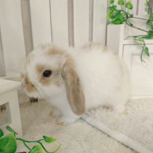 ホーランドロップ　ブロークンリンクス（3QR)