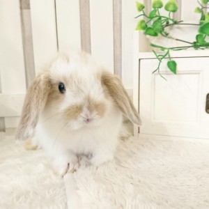 ホーランドロップ　ブロークンリンクス（3QR)