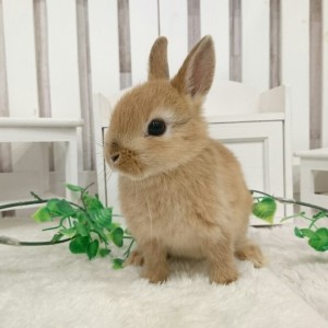 ネザーランドドワーフ　オレンジ（JT)