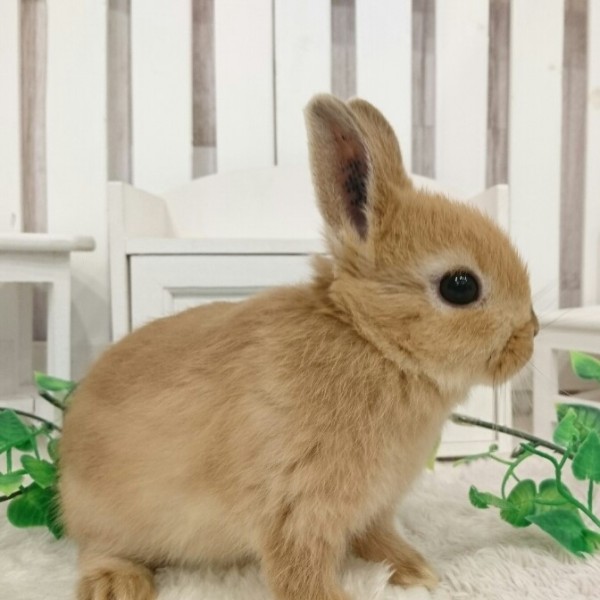 ネザーランドドワーフ　オレンジ（JT)