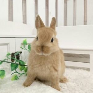 ネザーランドドワーフ　オレンジ（JT)