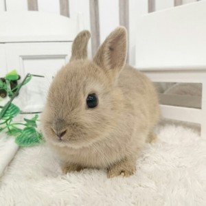 ネザーランドドワーフ　リンクス（KT)