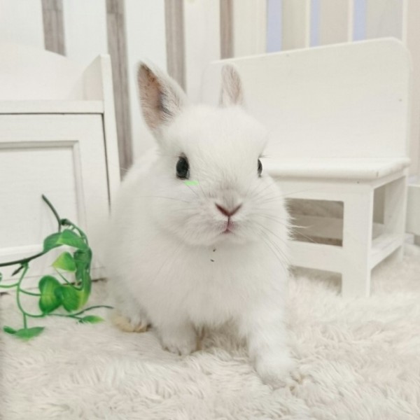 ネザーランドドワーフ　フロスティ（JY)