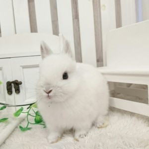 ネザーランドドワーフ　フロスティ（JY)