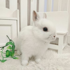 ネザーランドドワーフ　フロスティ（JY)