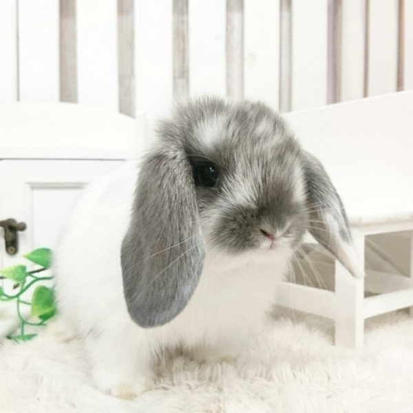 ホーランドロップ　ブロークンブルー（8K9)