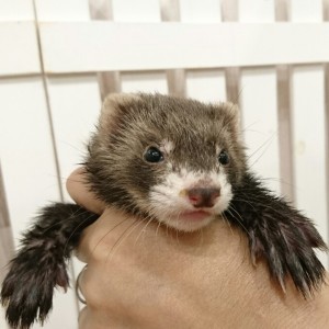 ブラックセーブル（女の子）