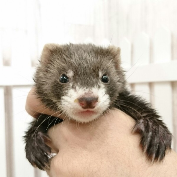 ブラックセーブル（女の子）