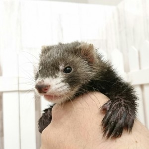 ブラックセーブル（女の子）