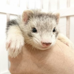 シルバーミット（男の子）