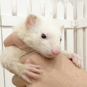 プラチナ（女の子）