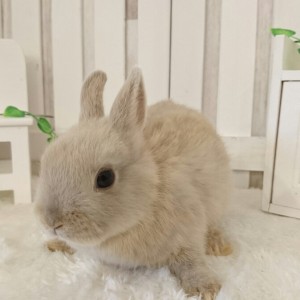 ネザーランドドワーフ　リンクス（H3）