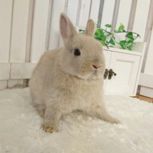 ネザーランドドワーフ　リンクス（H3）