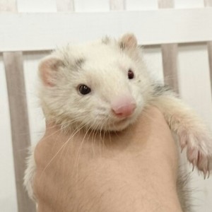 プラチナパンダ（男の子）