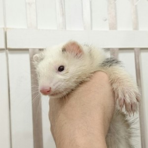 プラチナパンダ（男の子）