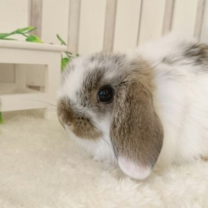 ホーランドロップ　ブロークンチェスナット（8J2）