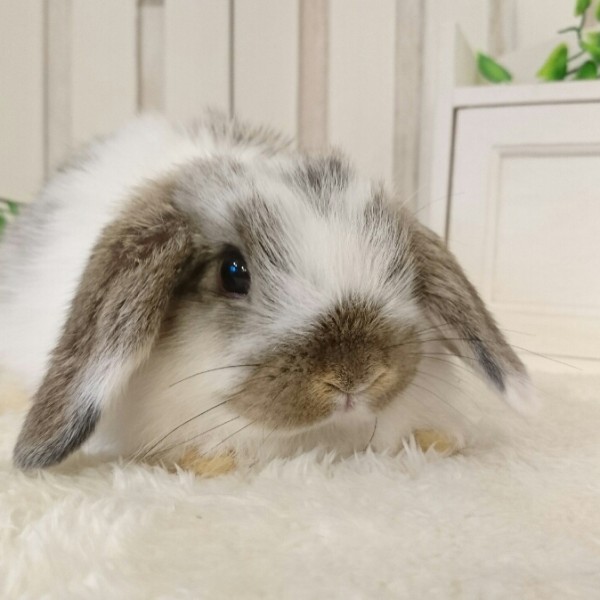 ホーランドロップ　ブロークンチェスナット（8J2）