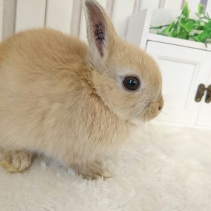 ネザーランドドワーフ　オレンジ（JH）