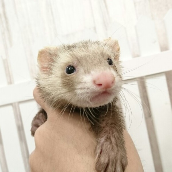 バタースコッチ（男の子）