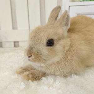 ネザーランドドワーフ　オレンジ（JH）