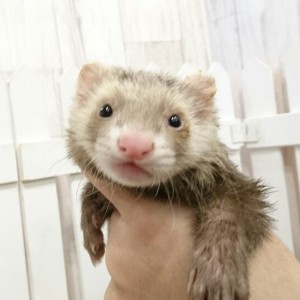 バタースコッチ（男の子）