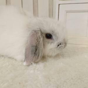 ホーランドロップ　ブロークンセーブルポイント（X82）