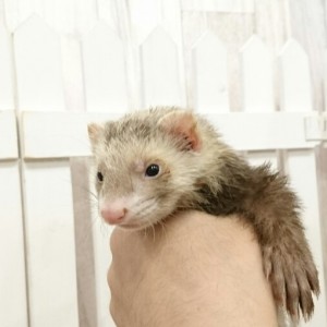 バタースコッチ（男の子）