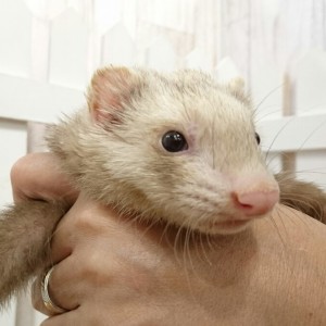 バターミット（男の子）