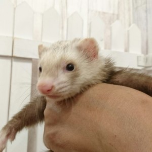 バターミット（男の子）