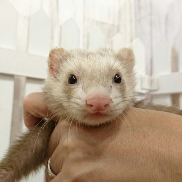 バターミット（男の子）