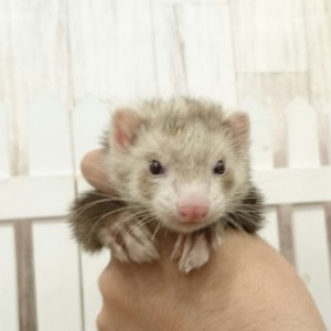 スターリングバター（女の子）