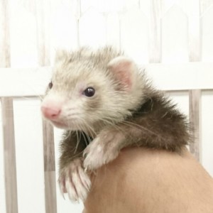 スターリングバター（女の子）