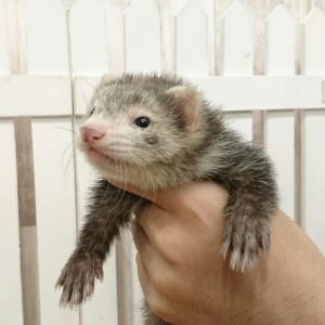 スターリングセーブル（男の子）