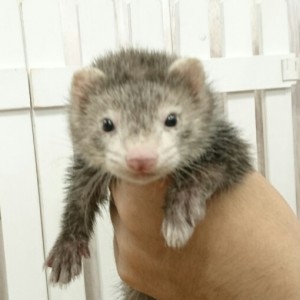 スターリングセーブル（男の子）