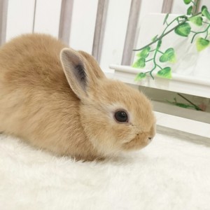 ネザーランドドワーフ オレンジ（13H）