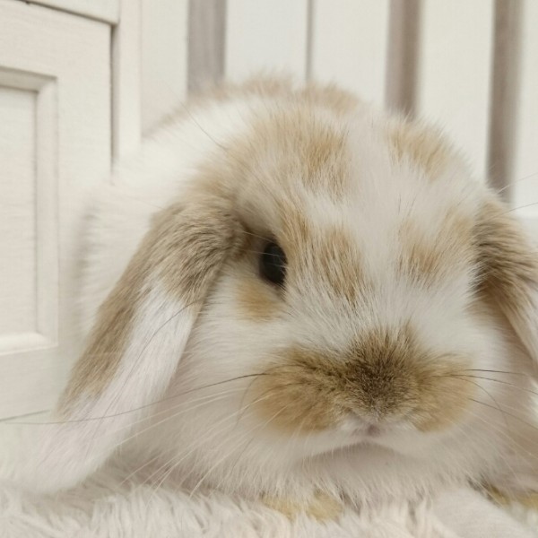 ホーランドロップ ブロークンオレンジ（Q37）