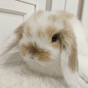 ホーランドロップ ブロークンオレンジ（Q37）