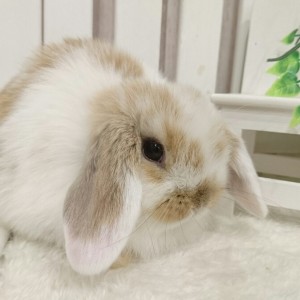 ホーランドロップ ブロークンオレンジ（Q37）