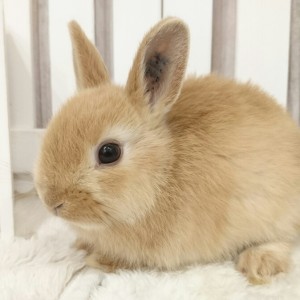 ネザーランドドワーフ オレンジ（13H）