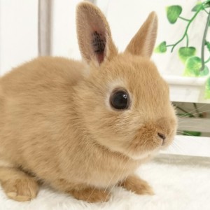 ネザーランドドワーフ オレンジ（KM）