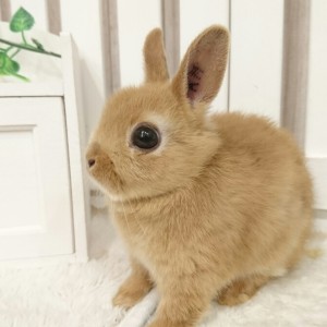 ネザーランドドワーフ オレンジ（KM）