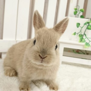 ネザーランドドワーフ リンクス（KK）