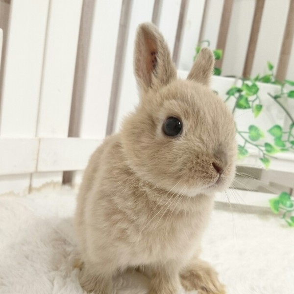 ネザーランドドワーフ リンクス（KK）