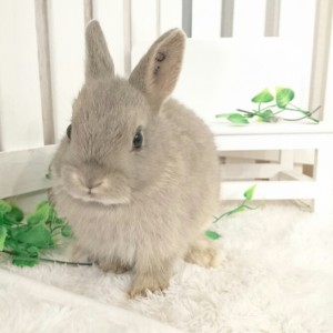 ネザーランドドワーフ オパール（LU）