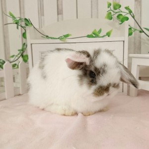 ホーランドロップ ブロークンチェスナット（8o3）