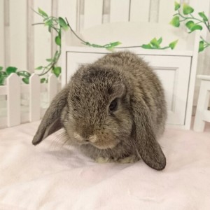 ホーランドロップ チェスナット（3RD）