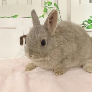 ネザーランドドワーフ オパール（LU）