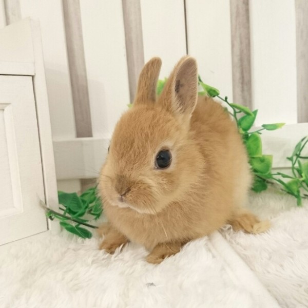 ネザーランドドワーフ オレンジ（L4）